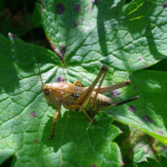 Decticus verrucivorus