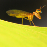 Mantispa styriaca