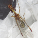 Mantispa styriaca