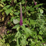 Teucrium hircanicum