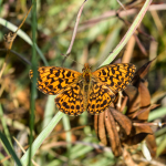 Boloria dia