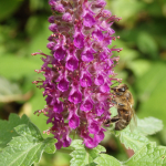 Teucrium hircanicum