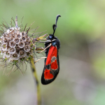 Zygaena armena