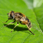 Eristalis tenax