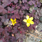 Oxalis sp.