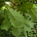 Quercus hartwissiana