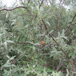 Elaeagnus angustifolia