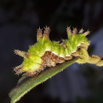 Limenitis reducta