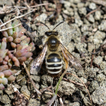 Andrena flavipes