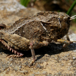 Nocarodes serricollis