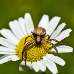 Xysticus striatipes