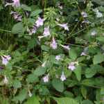 Calamintha grandiflora