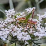 Leptophyes albovittata