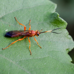 Lymantrichneumon disparis