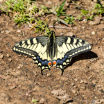 Papilio machaon