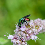 Hedychrum virens