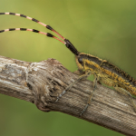 Agapanthia dahli