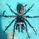 Atypus muralis