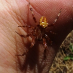 Araneus quadratus