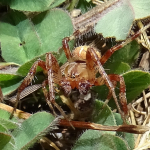 Araneus quadratus