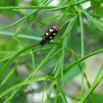 Crioceris asparagi