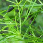 Crioceris asparagi