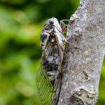 Tibicen plebejus