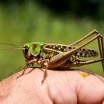 Decticus verrucivorus