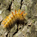 Acronicta aceris