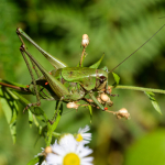 Psorodonotus specularis