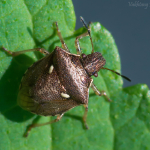 Eysarcoris aeneus