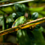 Stictocephala bisonia