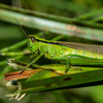 Mecostethus parapleurus