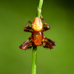 Araneus alsine