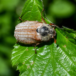 Melolontha pectoralis