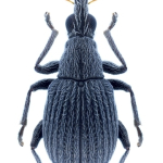 Oxystoma craccae