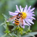 Volucella inanis