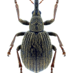 Trichopterapion holosericeum