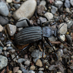 Carabus septemcarinatus