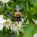 Volucella inflata