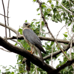 Accipiter brevipes