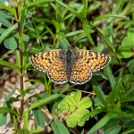 Melitaea cinxia