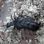 Meloe proscarabaeus