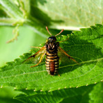 Abia sericea