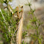 Mantis religiosa