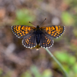 Melitaea diamina