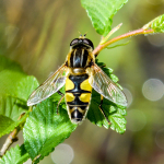 Helophilus trivittatus