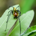 Cheiracanthium elegans