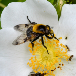 Volucella bombylans