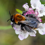 Dasypoda braccata